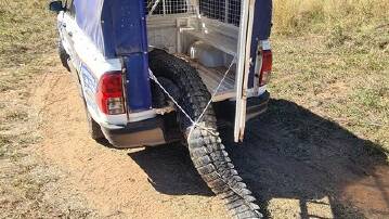 A huge saltwater crocodile that had been stalking children and adults, and reportedly ate multiple dogs in a remote Northern Territory community, has been arrested. Picture by NT Police. 
